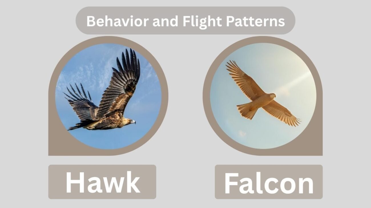 Behavior and Flight Patterns