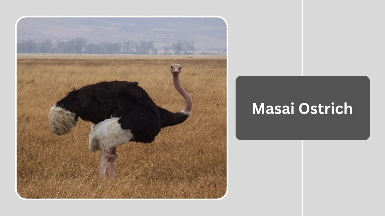 Masai Ostrich