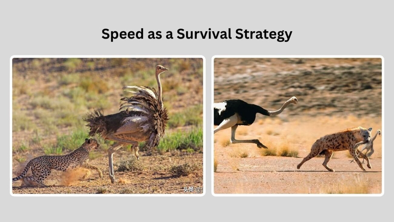 Speed as a Survival Strategy