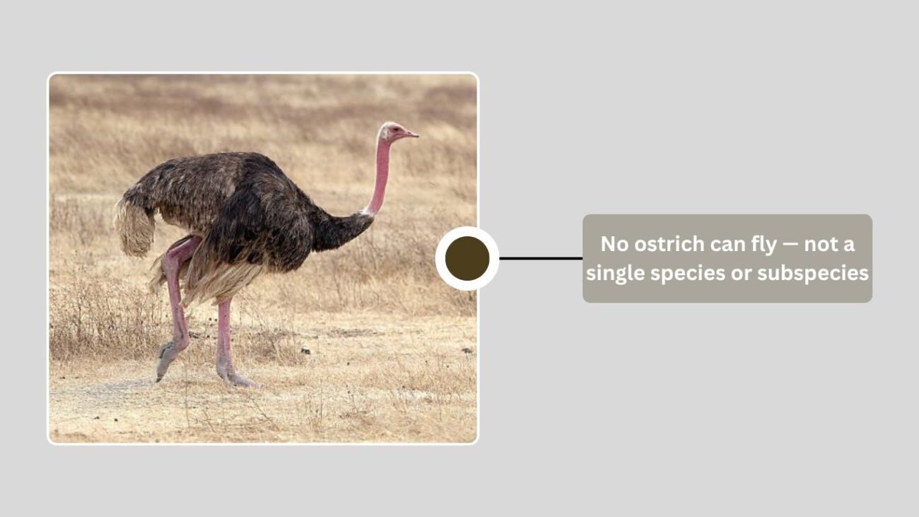 Do All Ostriches Fly?