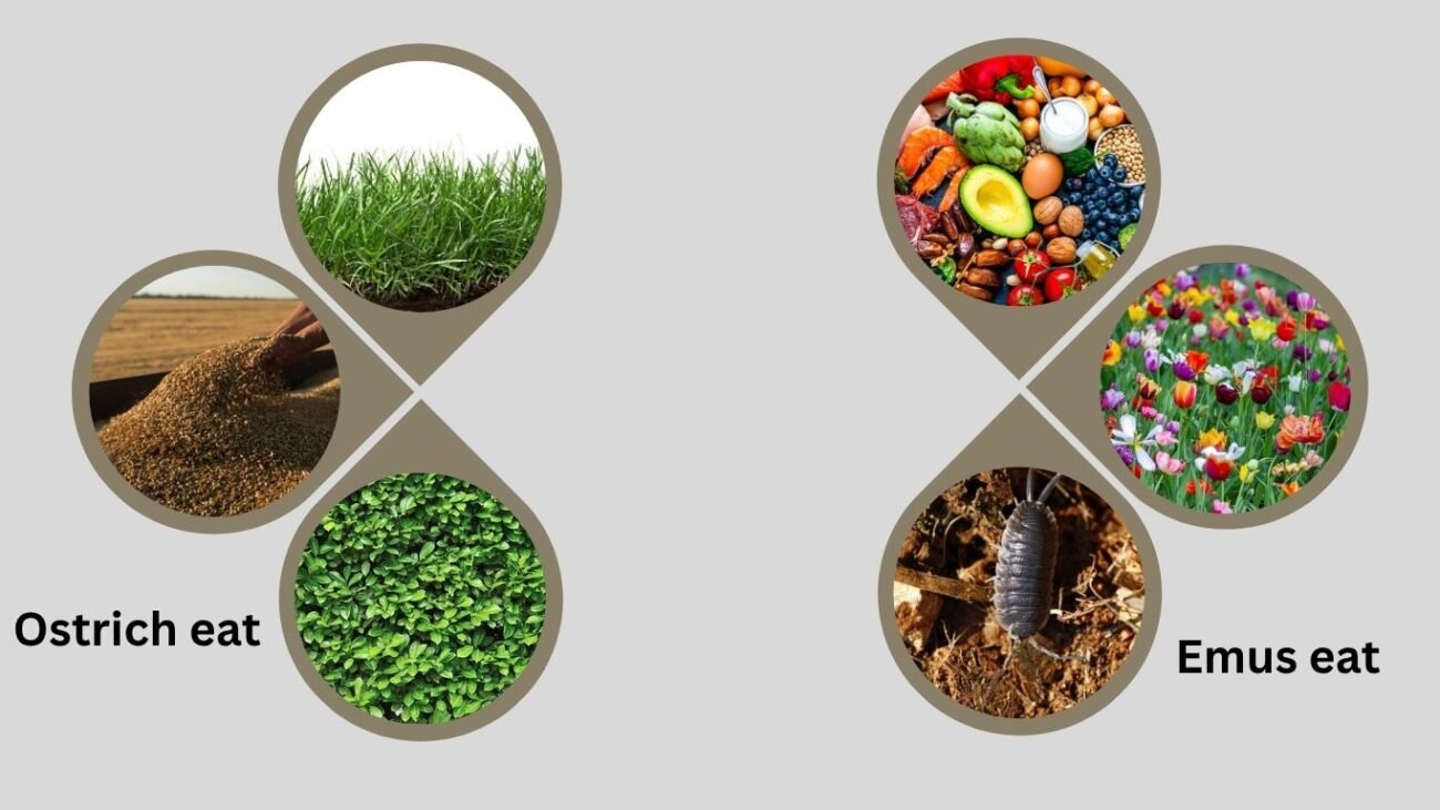 Diet and Feeding Habits