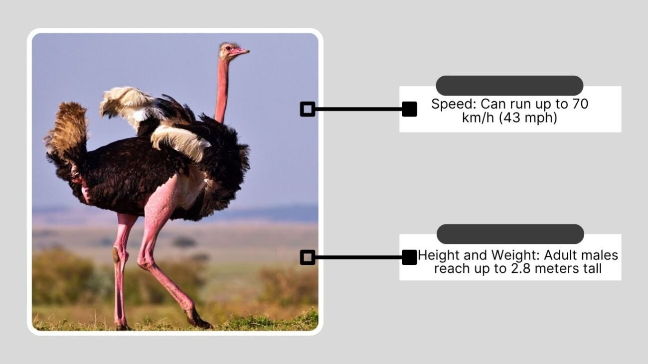 Physical Traits and Speed