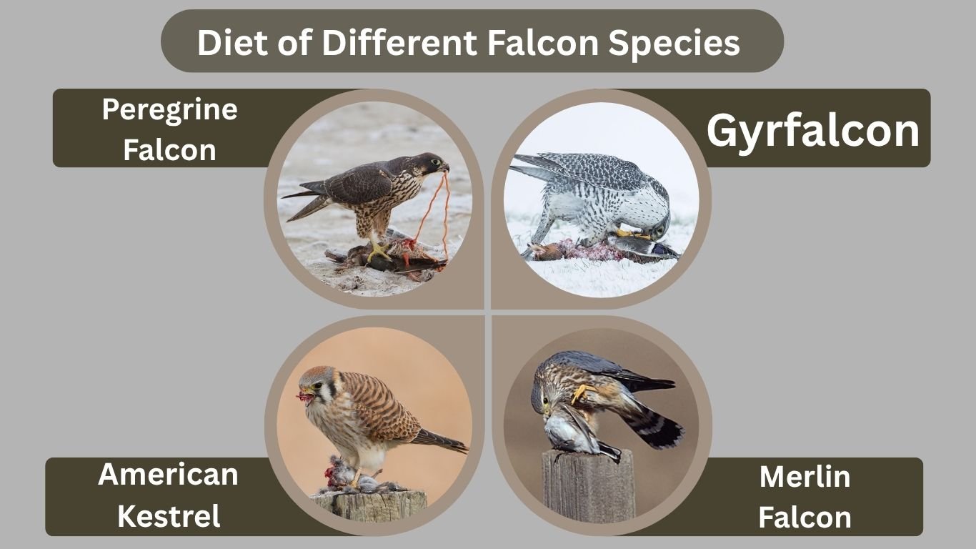 What Do Falcon Birds Eat: Exploring the Diet of Nature’s Fastest Hunters