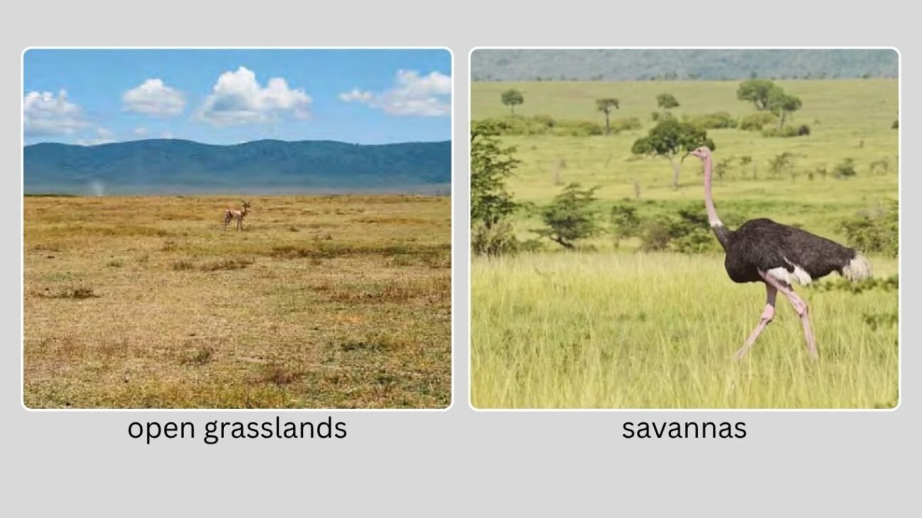 Habitat and Adaptation