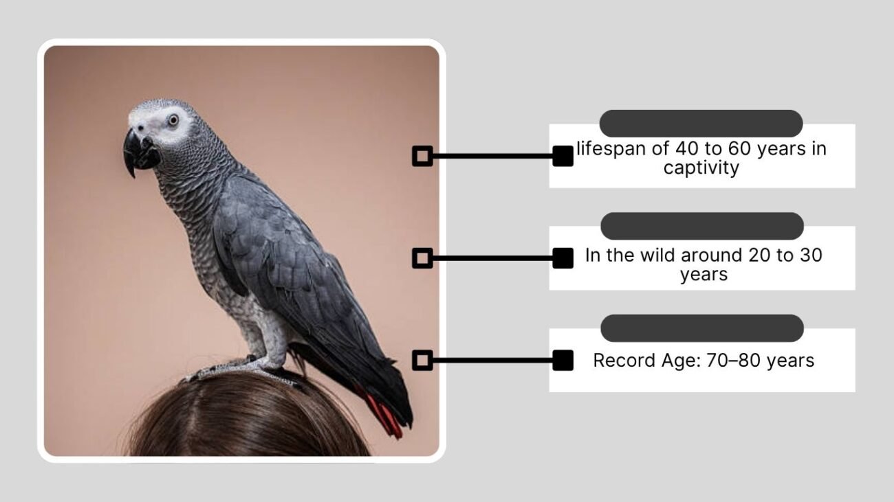 Average Lifespan of African Grey Parrots
