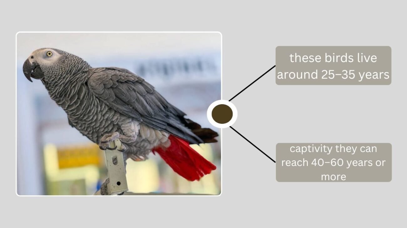 African Grey Parrots Lifespan