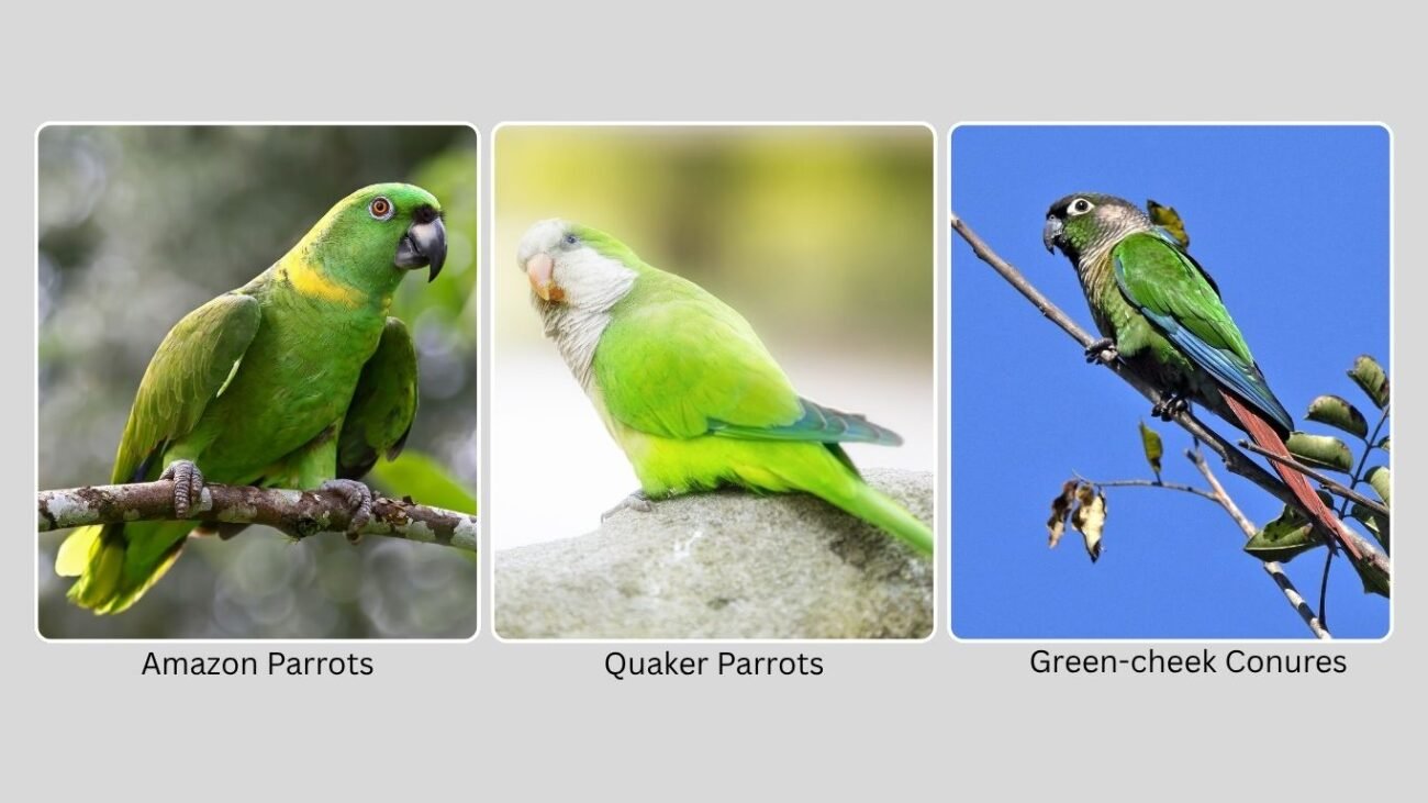 Common Green Parrot Species