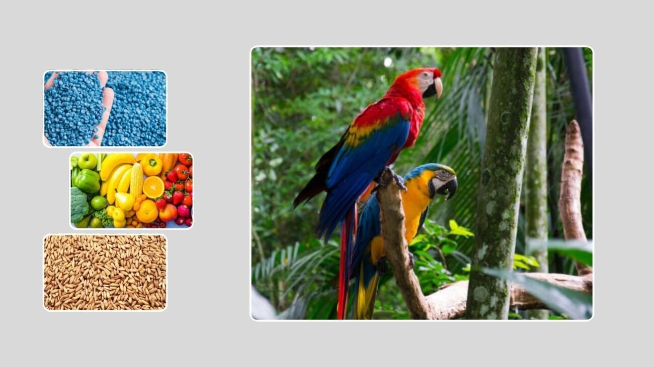 Factors Affecting a Parrot’s Lifespan