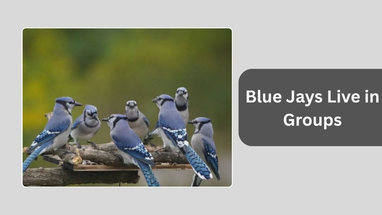 Blue Jays Live in Groups