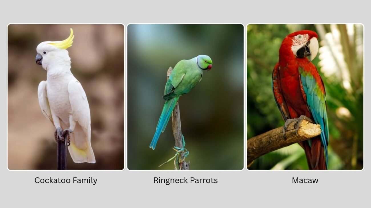 Popular Species of White Parrots