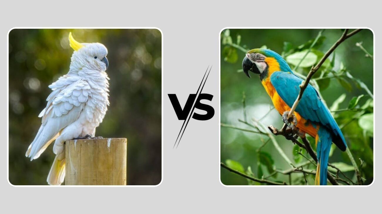Cockatoo vs Parrot