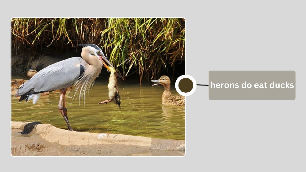 Do Herons Eat Ducks?