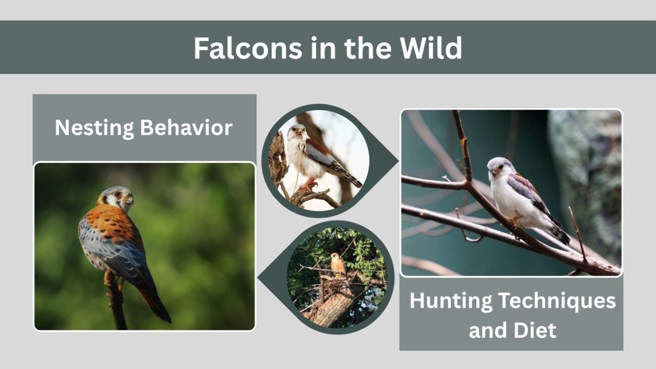 Falcons in the Wild