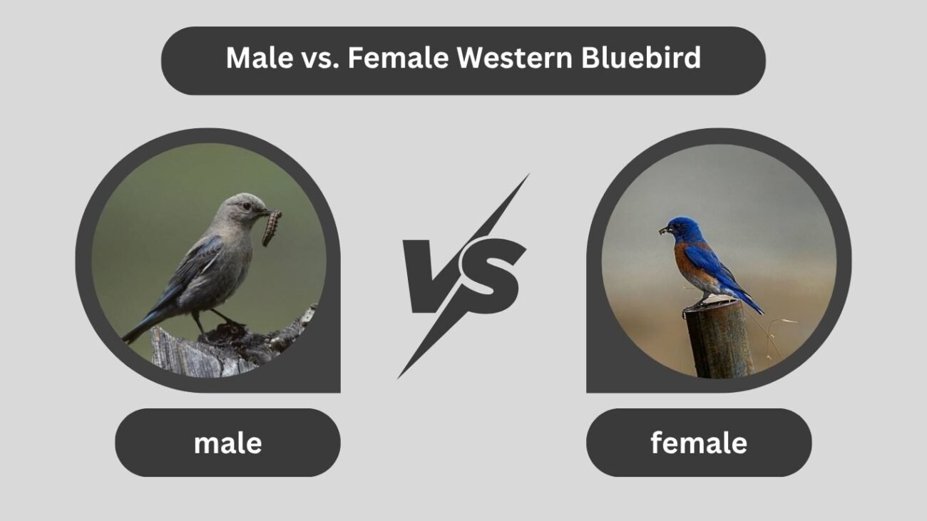 Male vs. Female Western Bluebird
