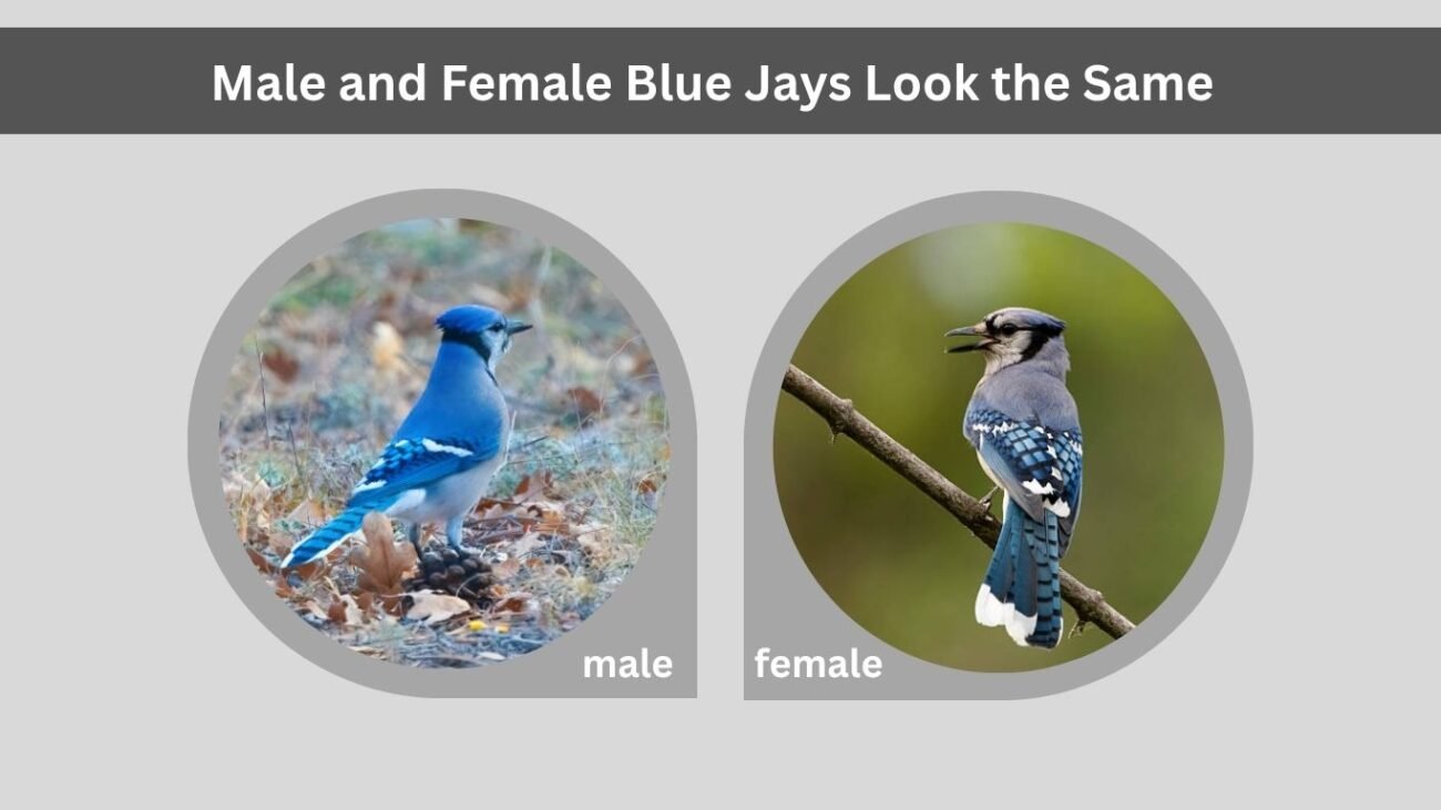 Male and Female Blue Jays Look the Same