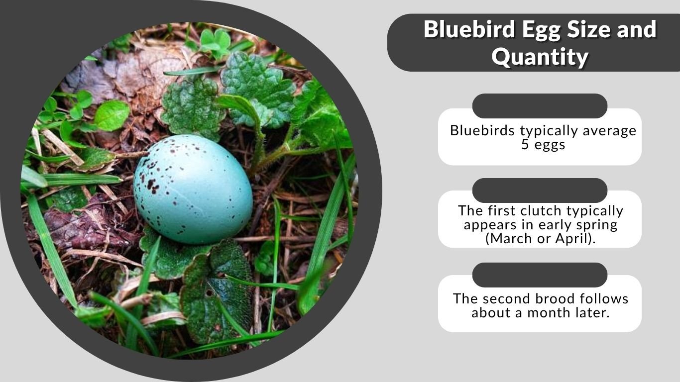 Bluebird Eggs Color Nesting And Hatching Facts You Should Know bluebird-eggs-color-nesting-and-hatching-facts-you-should-know