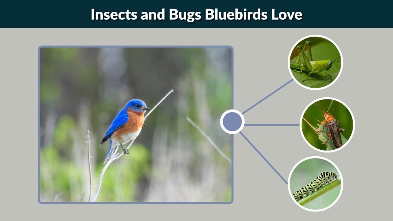 Insects and Bugs Bluebirds Love