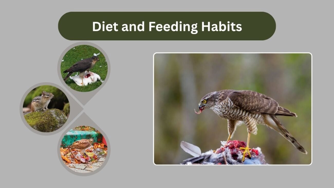 Diet and Feeding Habits