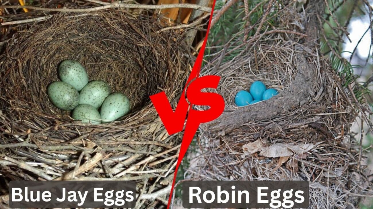 Blue Jay Eggs vs. Robin Eggs