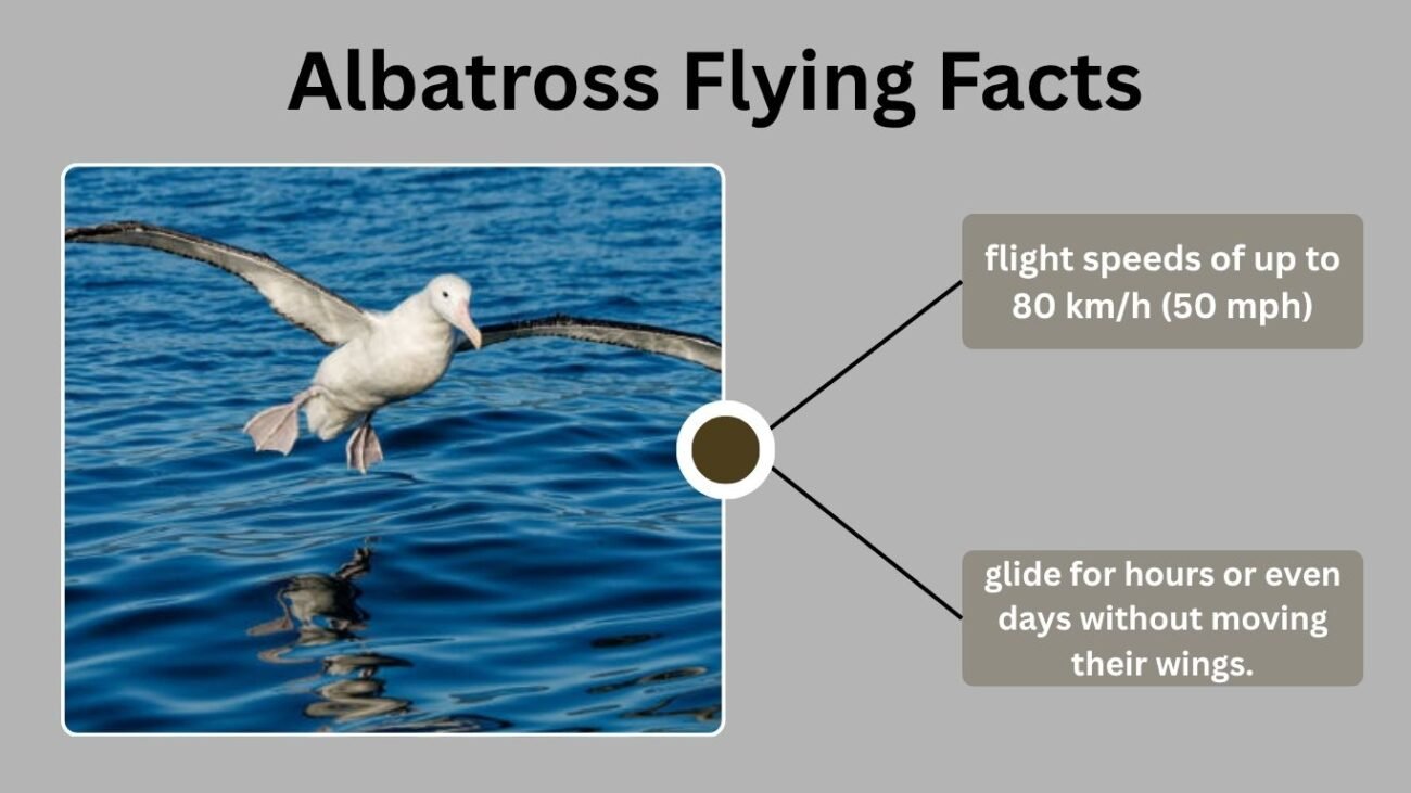 lbatross Flying Facts