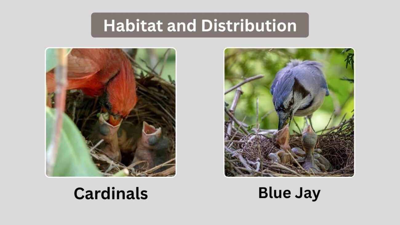 Habitat and Distribution