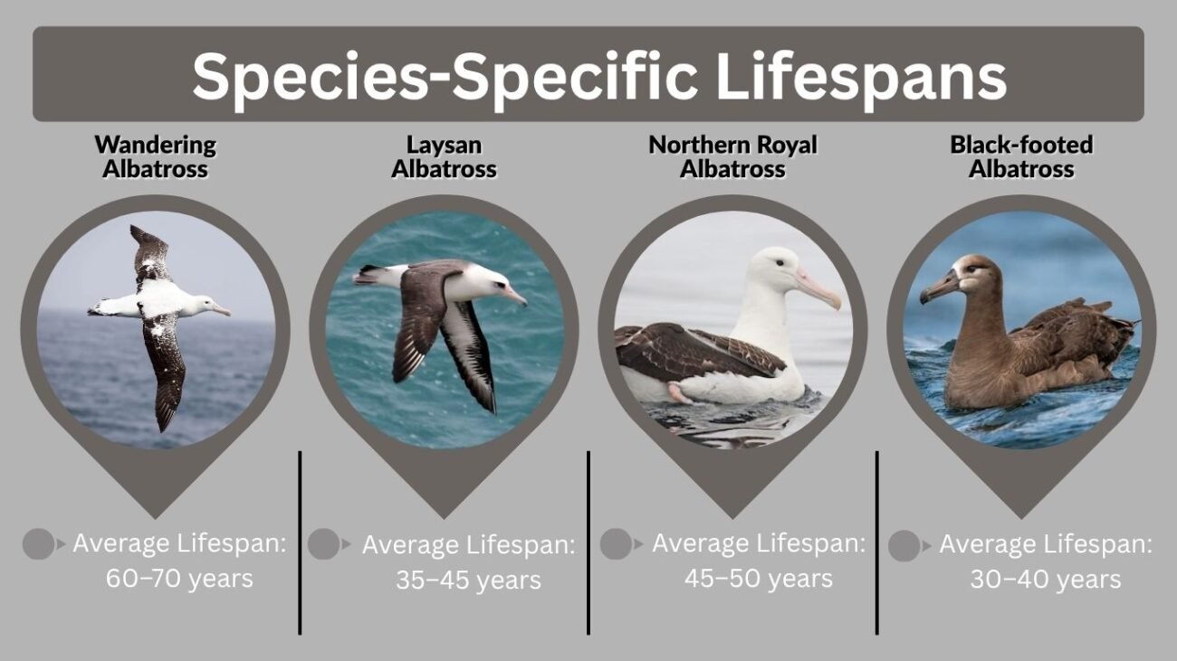 Overview of Albatross Lifespan