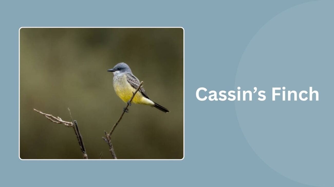 Cassin’s Finch