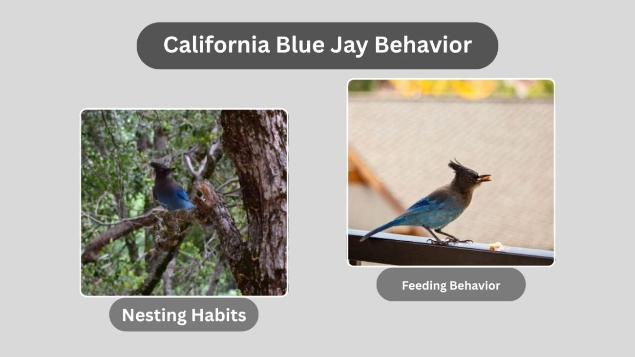California Blue Jay Behavior
