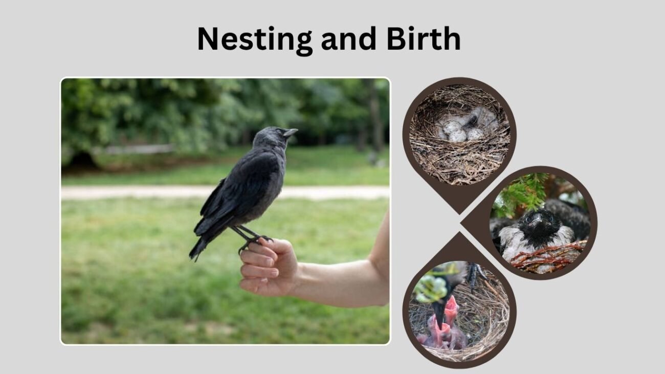 Nesting and Birth