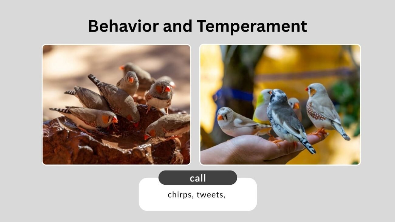Behavior and Temperament