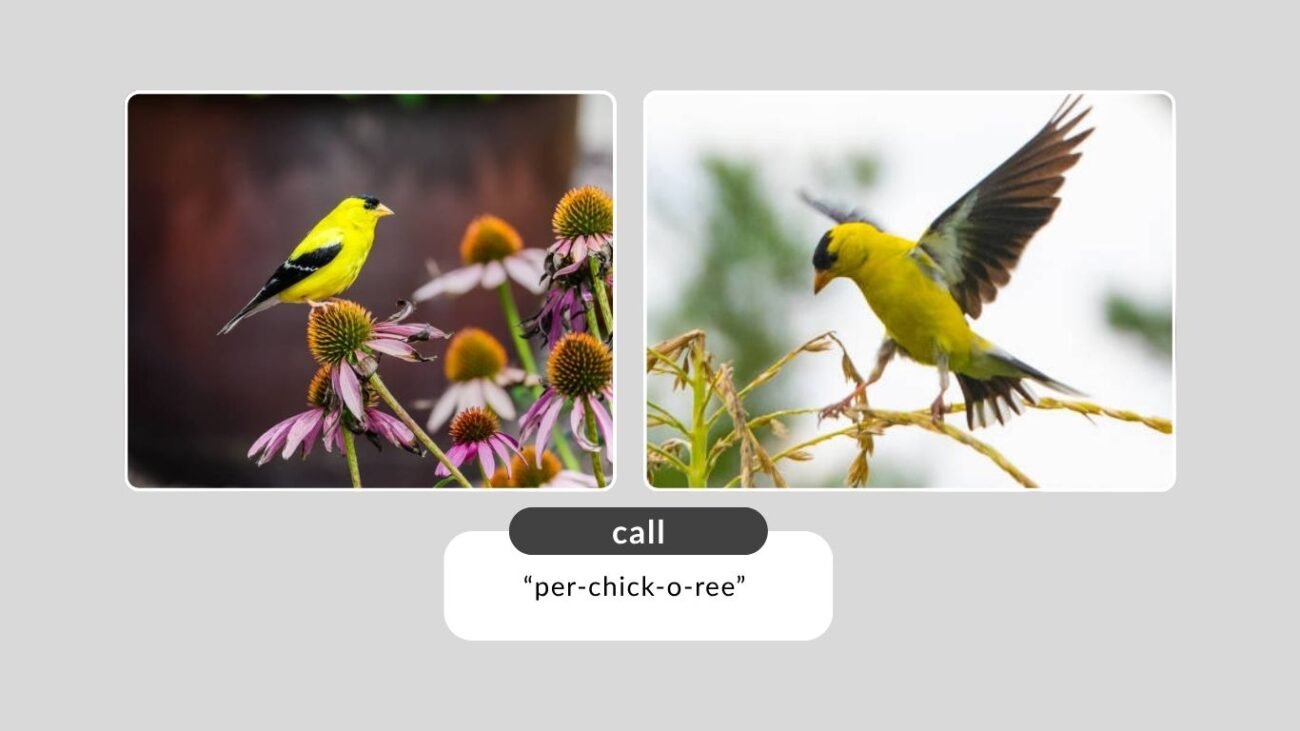 Habitat, Behavior, and Migration