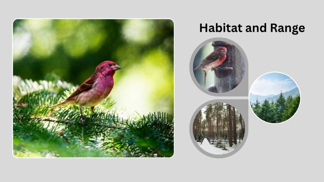 Habitat and Range