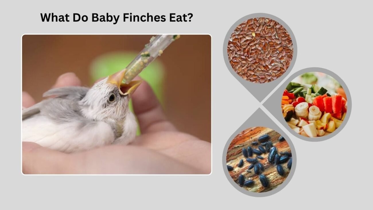 What Do Baby Finches Eat?