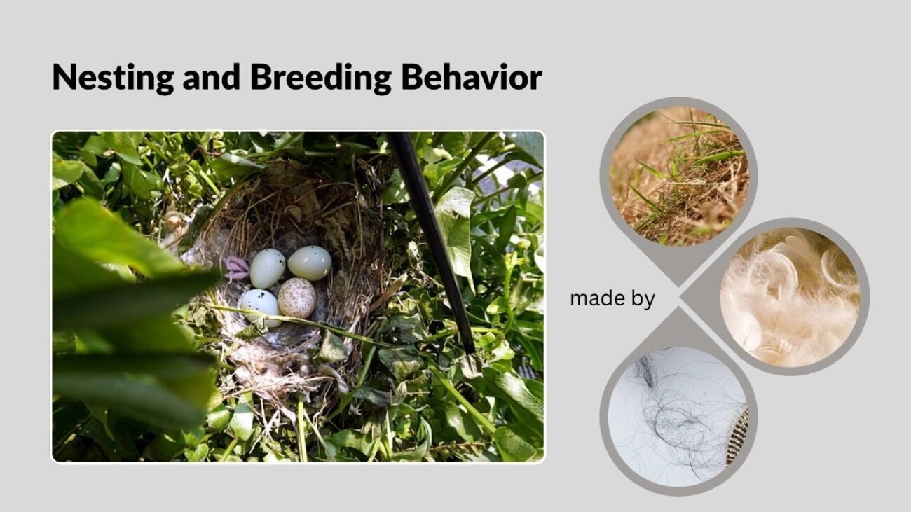 Nesting and Breeding Behavior