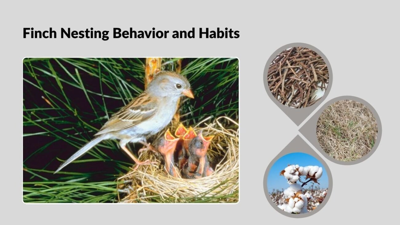 Finch Nests: identification with Picture
