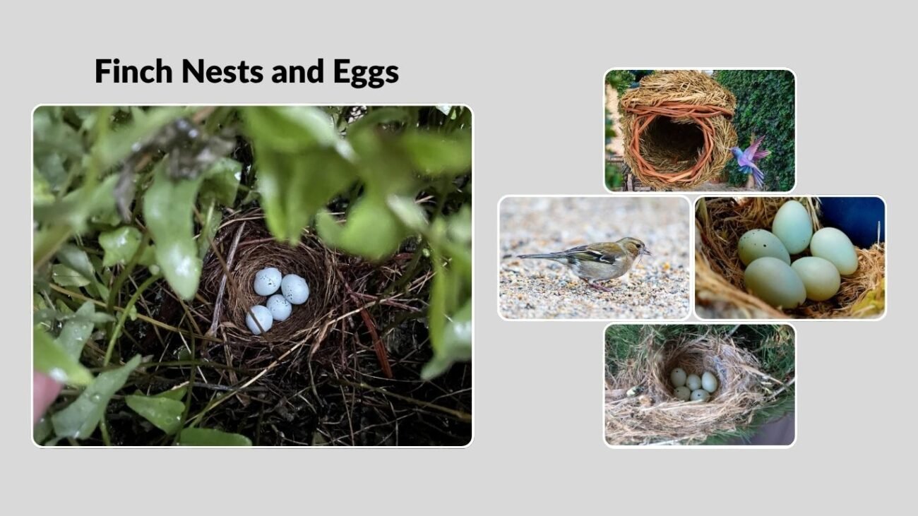Finch Nests and Eggs