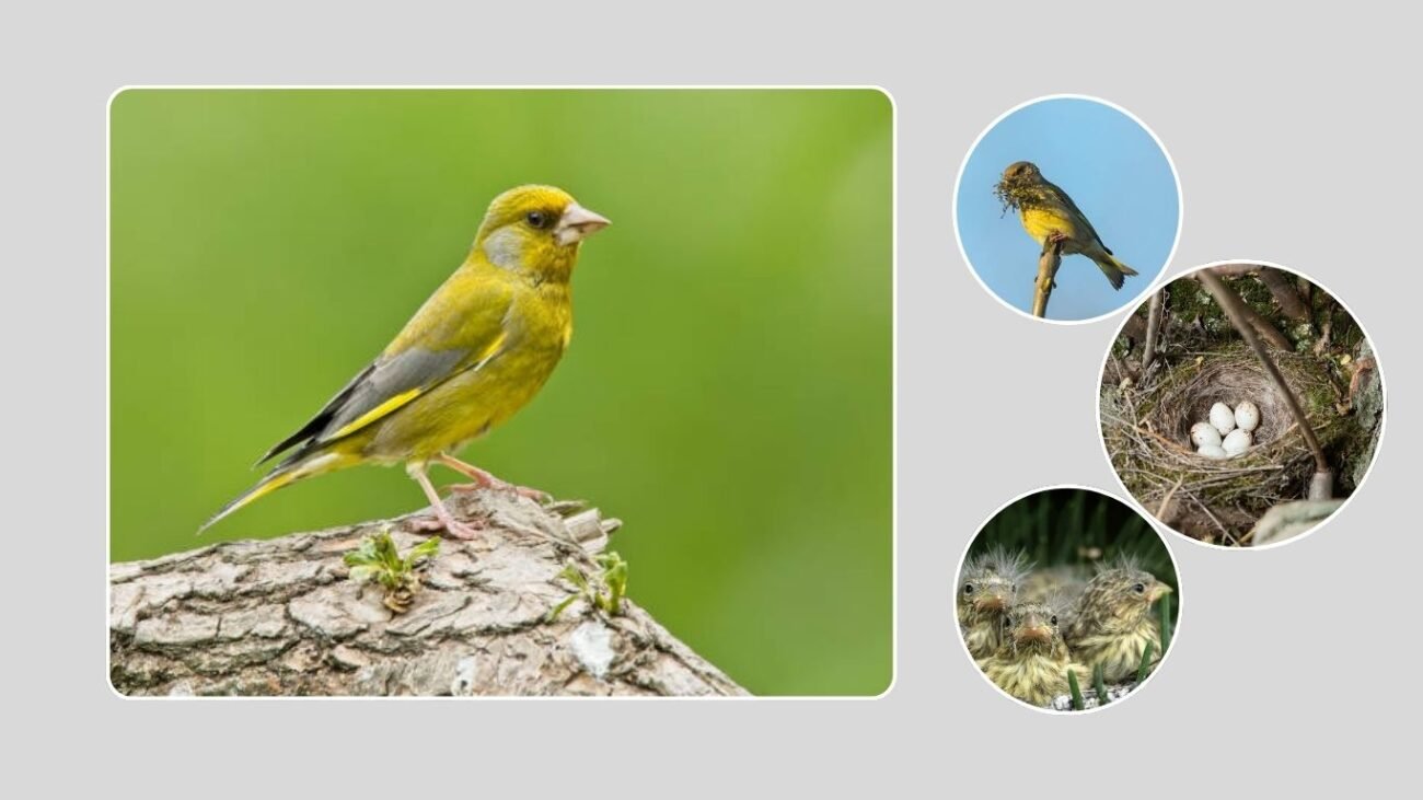 Habitat, Nesting, and Migration