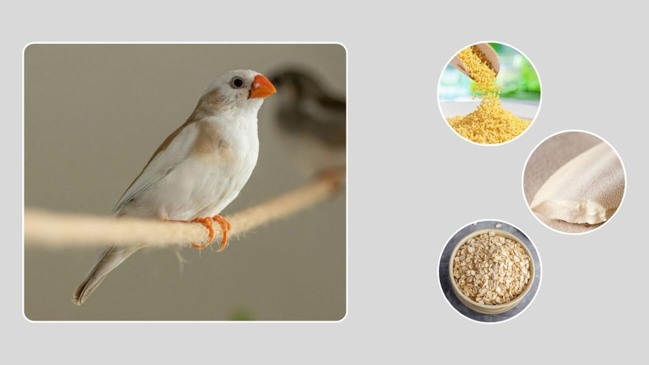 Diet and Nutrition