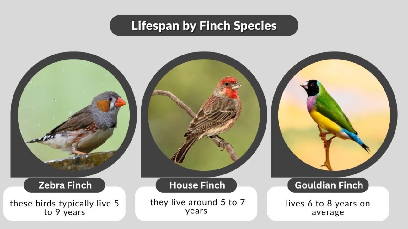 How Long Do Finches Live?