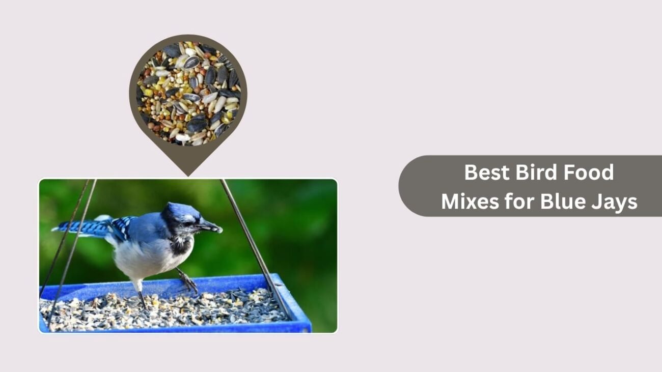 Best Bird Food Mixes for Blue Jays