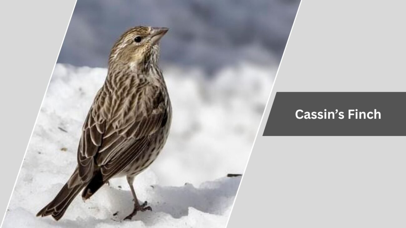 Cassin’s Finch