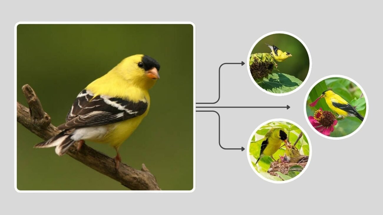 Habitat — Where the American Finch Thrives