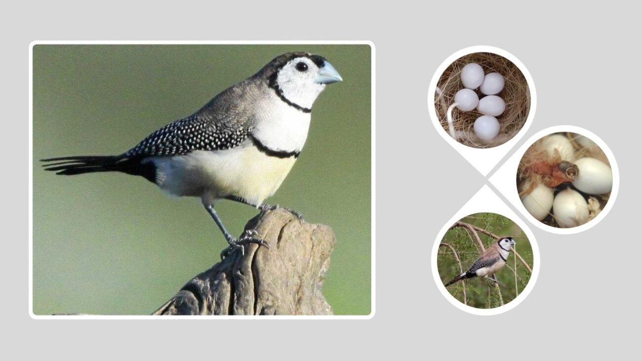 Behavior and Breeding Habits