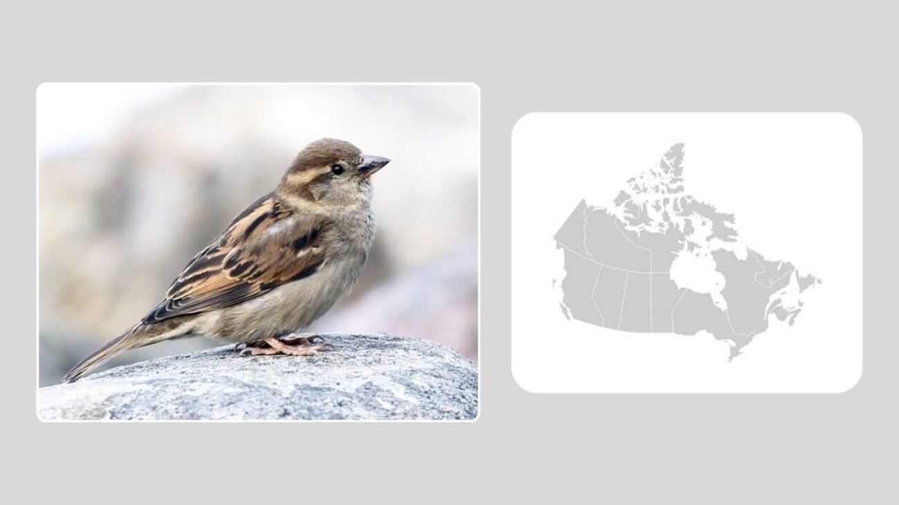 Habitat and Distribution