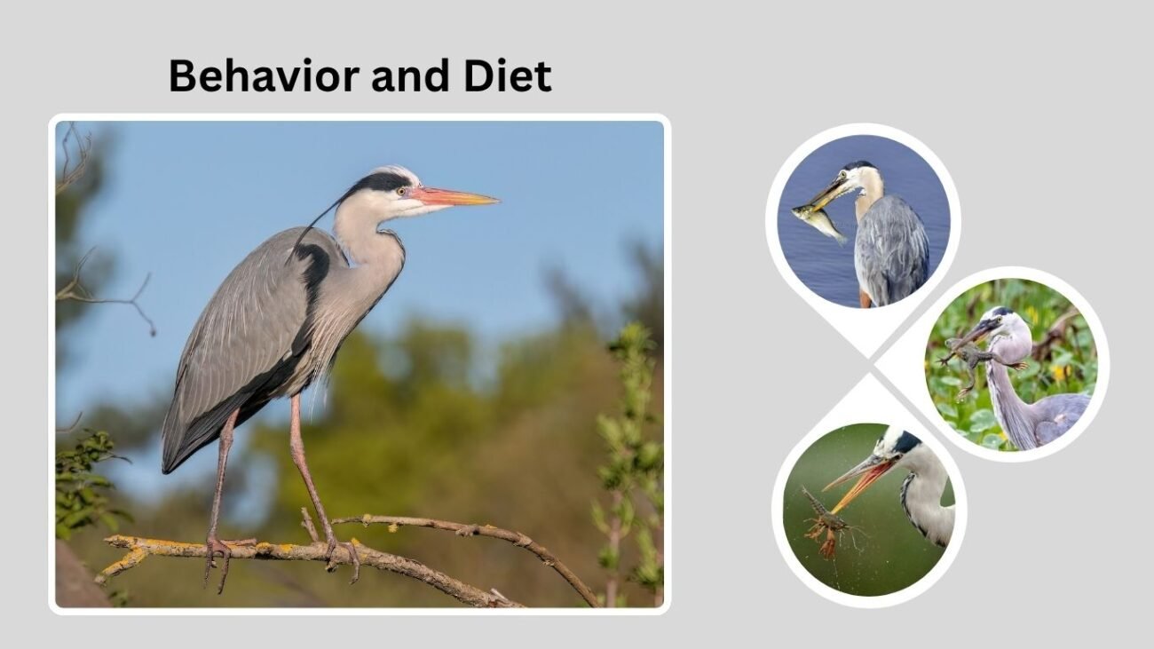 Behavior and Diet