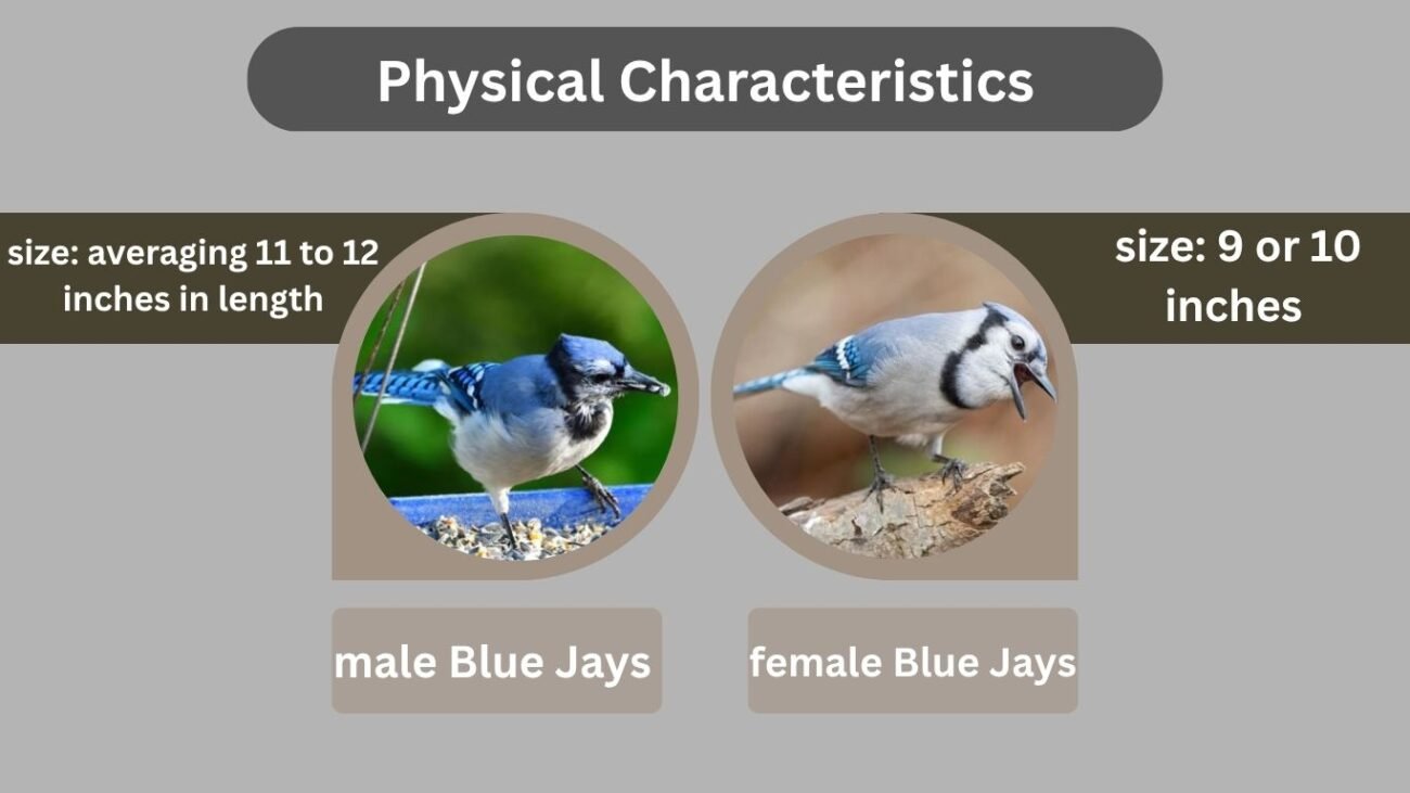 Physical Characteristics