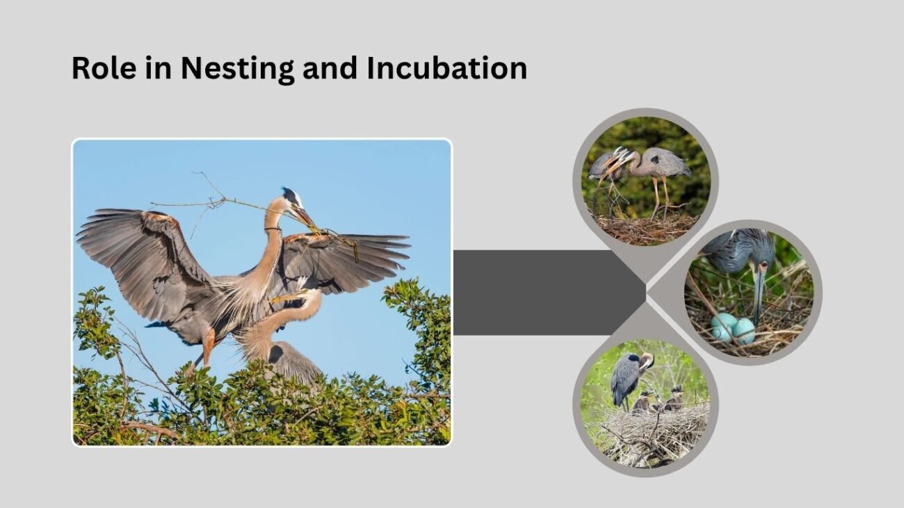 Role in Nesting and Incubation