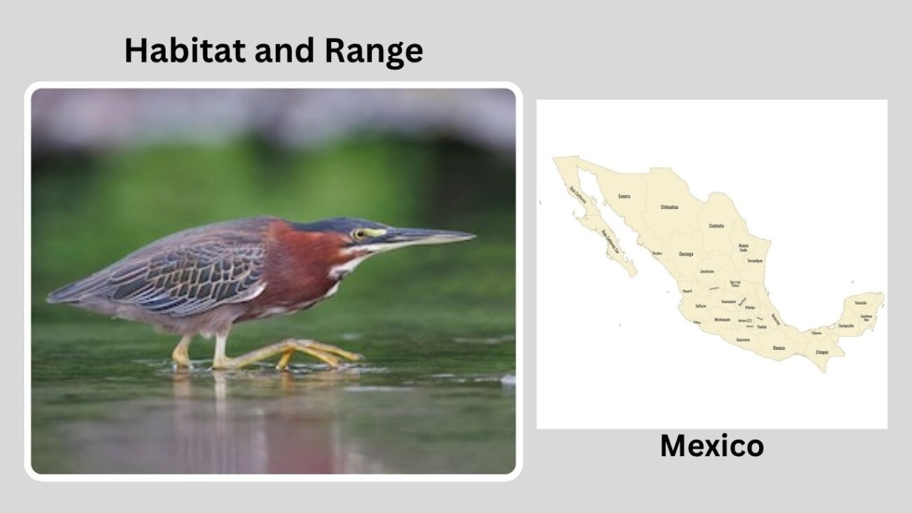 Habitat and Range