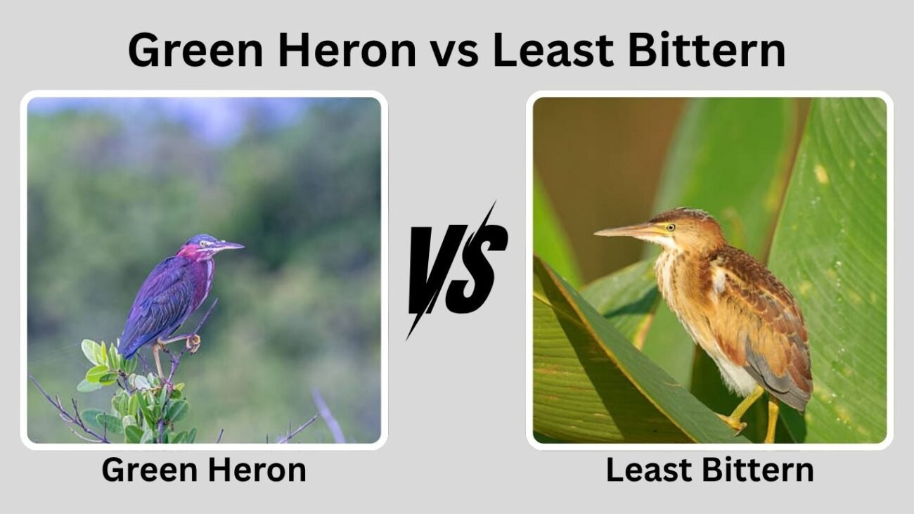 Green Heron vs Least Bittern
