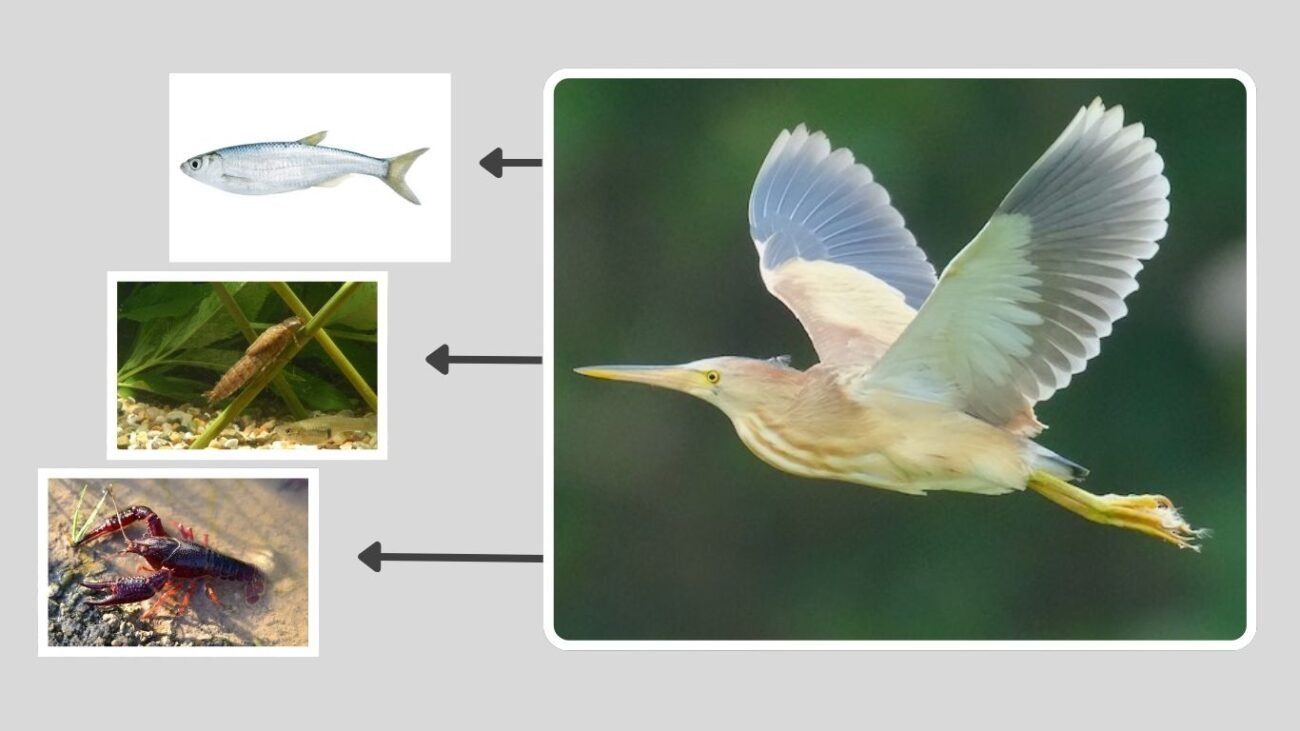Behavior and Flight